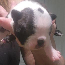 Companion Cross and French Bulldog Puppies from Legends Frenchton's, French Bulldogs & French Bullhuahua's