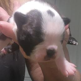 Companion Cross and French Bulldog Puppies from Legends Frenchton's, French Bulldogs & French Bullhuahua's