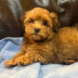 Rusty - Red male Havanese puppy in Lancaster, South Carolina from 3 Bs Havanese-PUPPIES with  PURPOSE