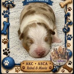 Maverick - Red merle male Australian Shepherd puppy in Magee, Mississippi from Paint ByNumbers Ranch
