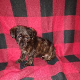 Boy 1 - male Yorkipoo puppy in Lapeer, Michigan from Puppy Kisses