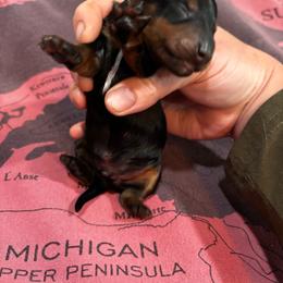 AKC Bandit - Black and tan male Dachshund puppy in White Cloud, Michigan from West Michigan Dachshund
