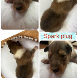 Spark plug - Sable male Collie puppy in Saginaw, Michigan from DJ Critter Cove