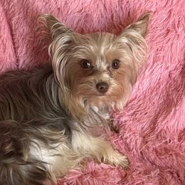 Aurora - Yorkshire Terrier