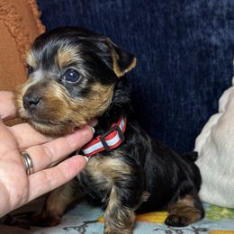 Boy 1 (red) - Black and gold male Yorkshire Terrier puppy in New Albany, Mississippi from Hardy Kennel