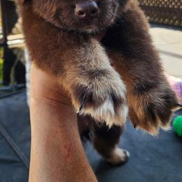 Snickers - Red tri-color male Australian Shepherd puppy in Fultonville, New York from Sandy Aussies & Pomeranians
