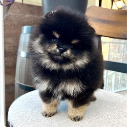 Dior - Black and tan male Pomeranian puppy in Hot Springs, Arkansas from Pomeranian Empire