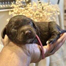 Red Collar - Brown male Cockapoo puppy in Palm Beach County, Florida from Benji’s Cockapoos