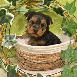 Boomer - Blue and gold male Yorkshire Terrier puppy in Monticello, Iowa from Ashley’s Puppies