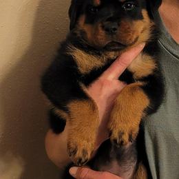Rottweiler Puppies from Von Nuffosttor Rottweilers