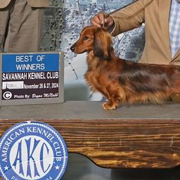 Daisy - Dachshund