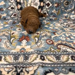 Finn - Red  male Poodle puppy in Poplarville, Mississippi from Southern Belle Poodles