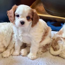 Ducky - Blenheim female Cavalier King Charles Spaniel puppy in Macomb, Missouri from Hunter's Puppies