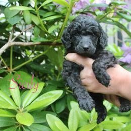 Sicily - Black female Poodle puppy in Eugene, Oregon from Mount Zion Kennels