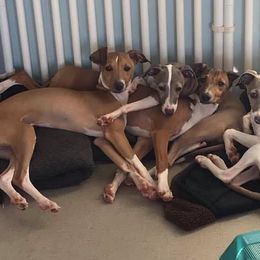 Italian Greyhounds from Nautica Wildhart