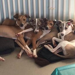 Italian Greyhounds from Nautica Wildhart