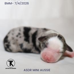 Boy 4 - male Miniature Australian Shepherd puppy in Nacogdoches, Texas from TK Standard, Mini, & Toy Aussies