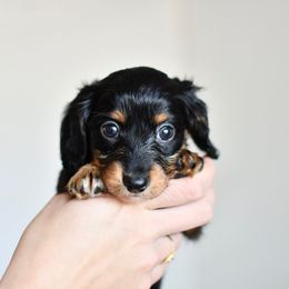 Vixen - Dachshund puppy from Paradox Dachshunds