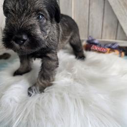 Rolo - Salt and pepper male Miniature Schnauzer puppy in Rosemount, Minnesota from Weiland's Ruby
