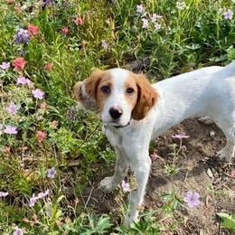 English Setter Puppies from English Setters of the Eyrie