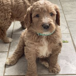 Riley - Apricot male Goldendoodle puppy in Sugarcreek, Ohio from True Hearted Doodles