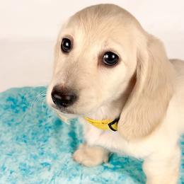 Mozzarella - Cream male Dachshund puppy in Sacramento, California from MiniDoxPups