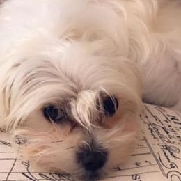 Morkies from Mandy's Morkies