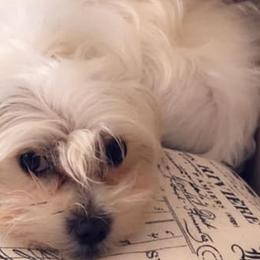 Morkies from Mandy's Morkies