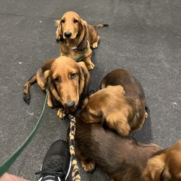 Dachshund Puppies from Von Raab Dachshunds