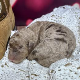 Willie Nelson - Merle male Labradoodle puppy in Kingston, Georgia from CC Familydoodles