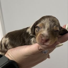 Jasper (AKC) - Dapple male Dachshund puppy in Miami, Florida from Maitime Dachshund