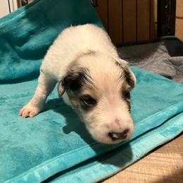 Reese - Blue merle male Border Collie puppy in Holden, Missouri from Spotted Feather Farm