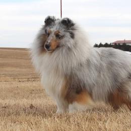 Grayson - Shetland Sheepdog