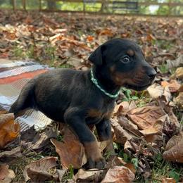 Aspen - Black and rust female Doberman Pinscher puppy in Toney, Alabama from Bhon Mhuir Dobermanns