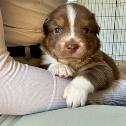 Australian Shepherd Puppies from BelleVue Australian shepherds