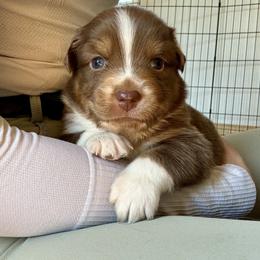 Australian Shepherd Puppies from BelleVue Australian shepherds