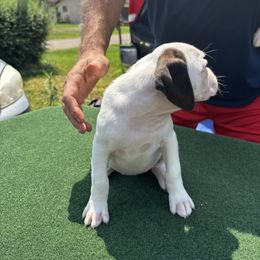 Right ear - White female Boxer puppy in Newark, Ohio from S & B Boxers