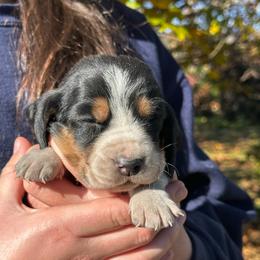 Male 3 - Black brown and white male Basset Hound puppy in Lindley, New York from Hill Top Basset Hounds & Cane Corso