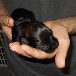 Havanese Puppies from Court Jester Havanese