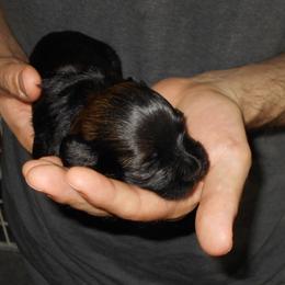 Havanese Puppies from Court Jester Havanese