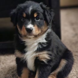 Hera - Black tri-color female Australian Shepherd puppy in Independence, West Virginia from Haddix Farms