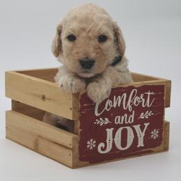 Blitzen - Black male Goldendoodle puppy in Westminster, South Carolina from Goldendoodlepuppiessc