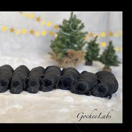 Male - Black male Labrador Retriever puppy in Sherrard, Illinois from Gochee Labs