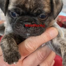 Rocky - Brindle male Pug puppy in Hampstead, North Carolina from Delta pug puppies