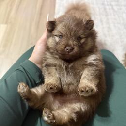 Reggie - Chocolate sable male Pomeranian puppy in Phoenix, Arizona from Luxpomz