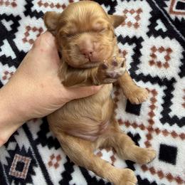 Ducky - Buff male Cocker Spaniel puppy in Delphi, Indiana from Benchmark Cockers