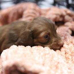 Stevie - Red male Dachshund puppy in Eaton, Ohio from Miniature Alphas Dachshunds