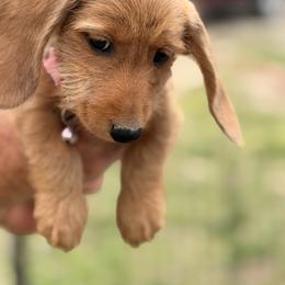 Honey - Dapple female Dachshund puppy in Marshfield, Missouri from WH Hounds