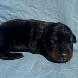 Adeline - Black and rust female Doberman Pinscher puppy in Toney, Alabama from Bhon Mhuir Dobermanns