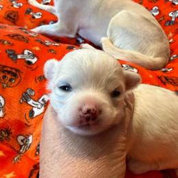 Gru - Cream male Chihuahua puppy in Seneca, Missouri from Stephanie’s Puppy Colony